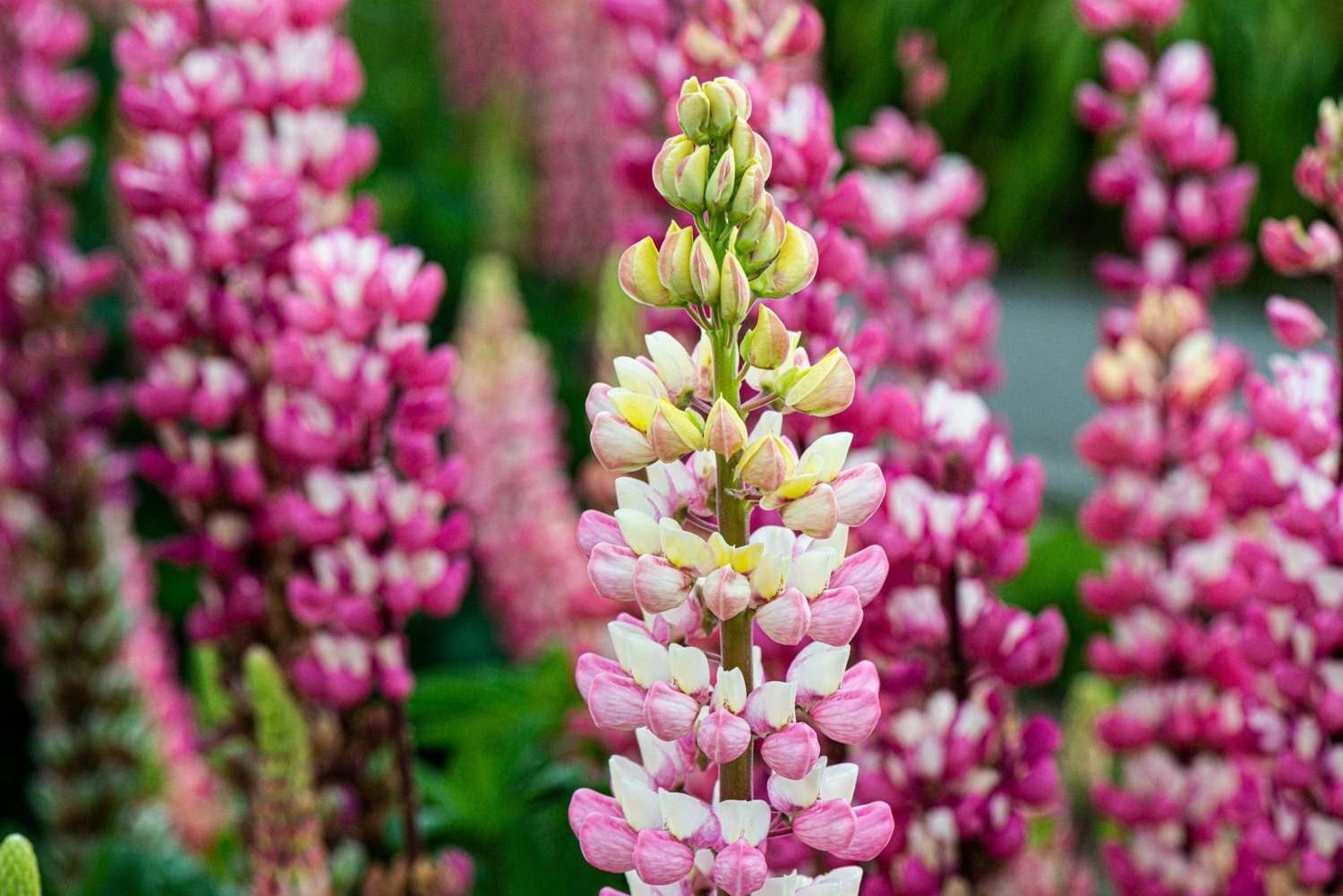 Pinke Lupine ‘The Chatelaine’